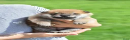 Japanese Shiba Inu dogs for sale: Exceptional Japanese Shiba Inu Puppies - Advert 17