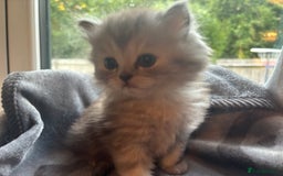 Persian cats for sale: Persian Ragdoll Kittens  - Image 19