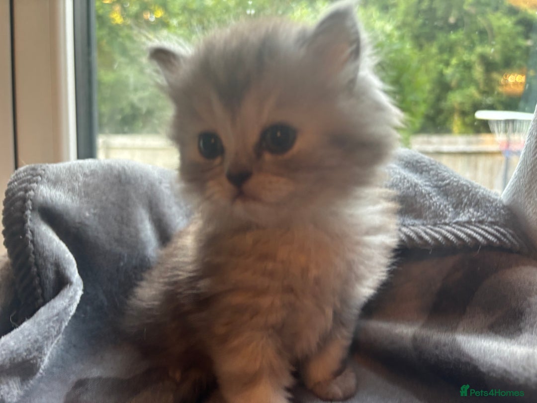 Persian cats for sale: Persian Ragdoll Kittens  - Image 19