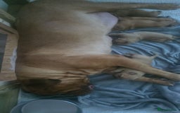 Dogue De Bordeaux dogs for sale: Dogue de bordeaux - Advert 3