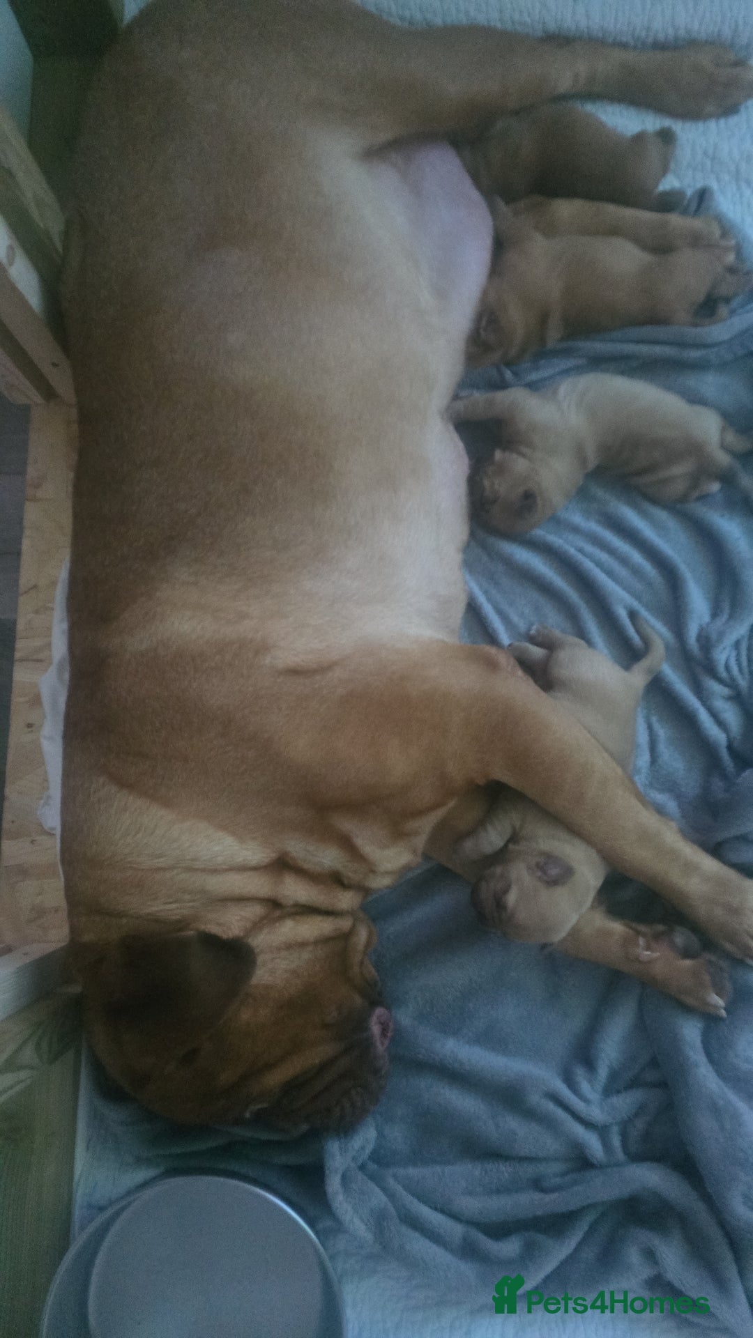 Dogue De Bordeaux dogs for sale: Dogue de bordeaux - Advert 3