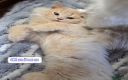 British Shorthair cats for sale: 🌞 last kitten Reduced PRICE British L/H boy  🐾 - Image 5