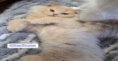British Shorthair cats - Advert 16
