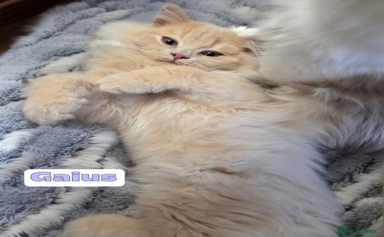 British Shorthair cats - Advert 10