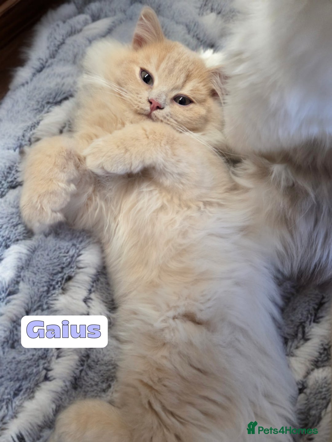 British Shorthair cats for sale: 🌞 last kitten Reduced PRICE British L/H boy  🐾 - Image 5