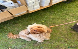 Cockapoo dogs for sale: Beautiful f1b puppies for sale  - Image 8