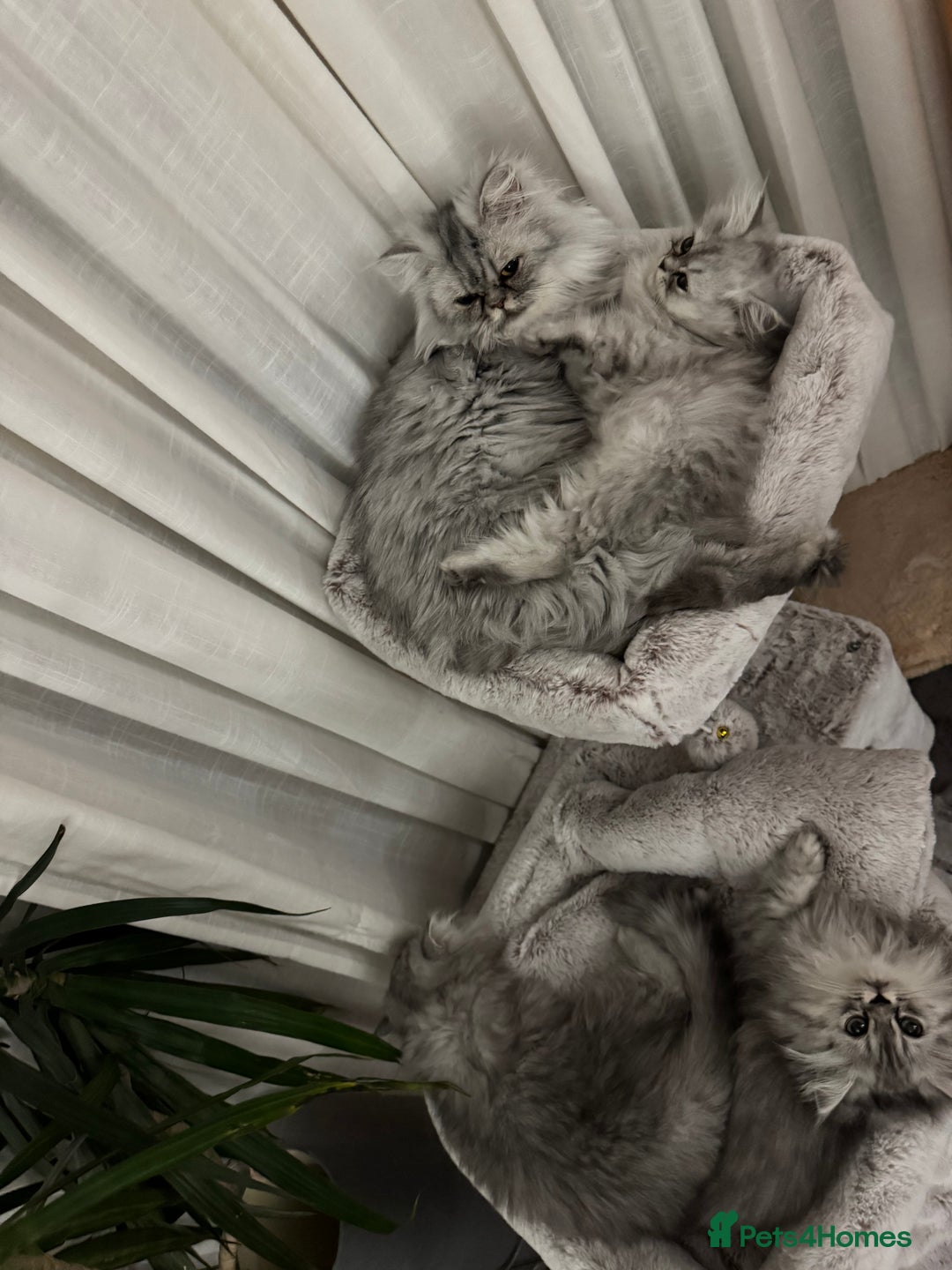 Persian cats for sale: Super cute Persian chinchilla kittens for Sale - Image 11