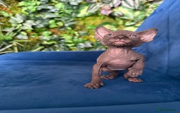 Sphynx cats for sale: Tica Beautiful Kittens Ready Soon! - Image 1