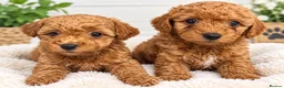 Maltipoo dogs for sale: F1 multipoo toy puppies  - Advert 1