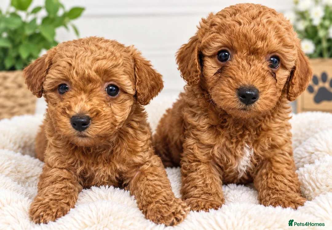 Maltipoo dogs for sale: F1 multipoo toy puppies  - Advert 1