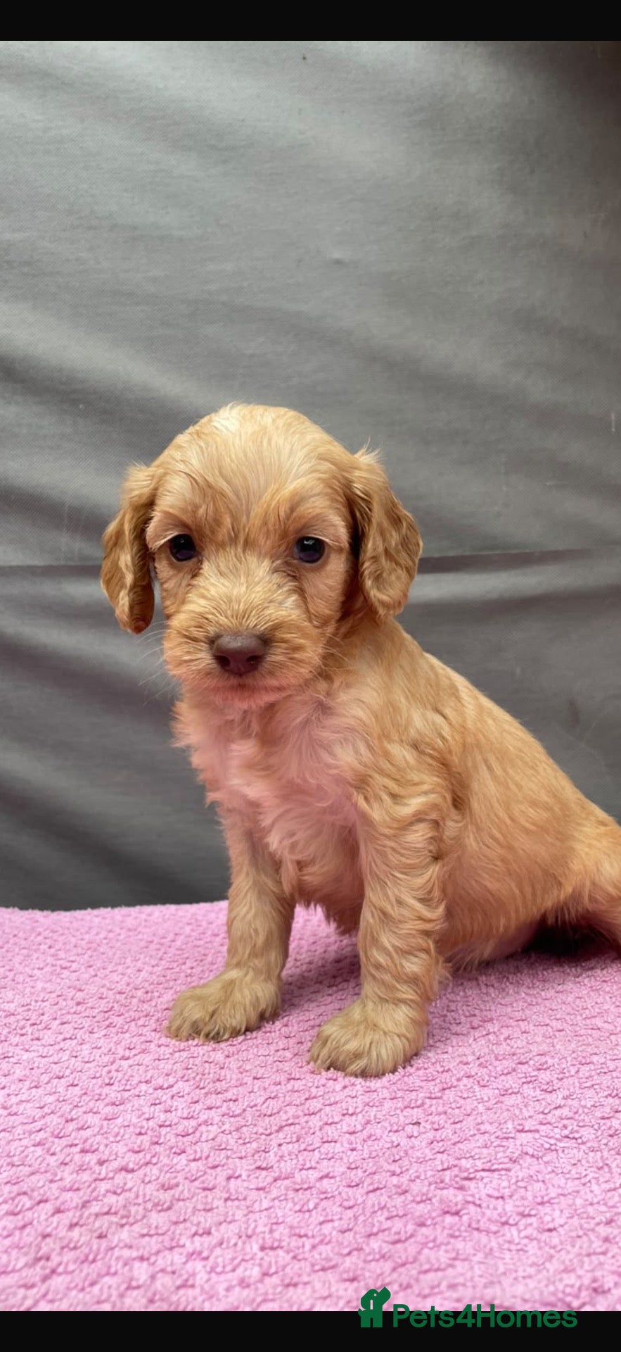 Cockapoo dogs Cockapoos 1 girl left  - Advert 1