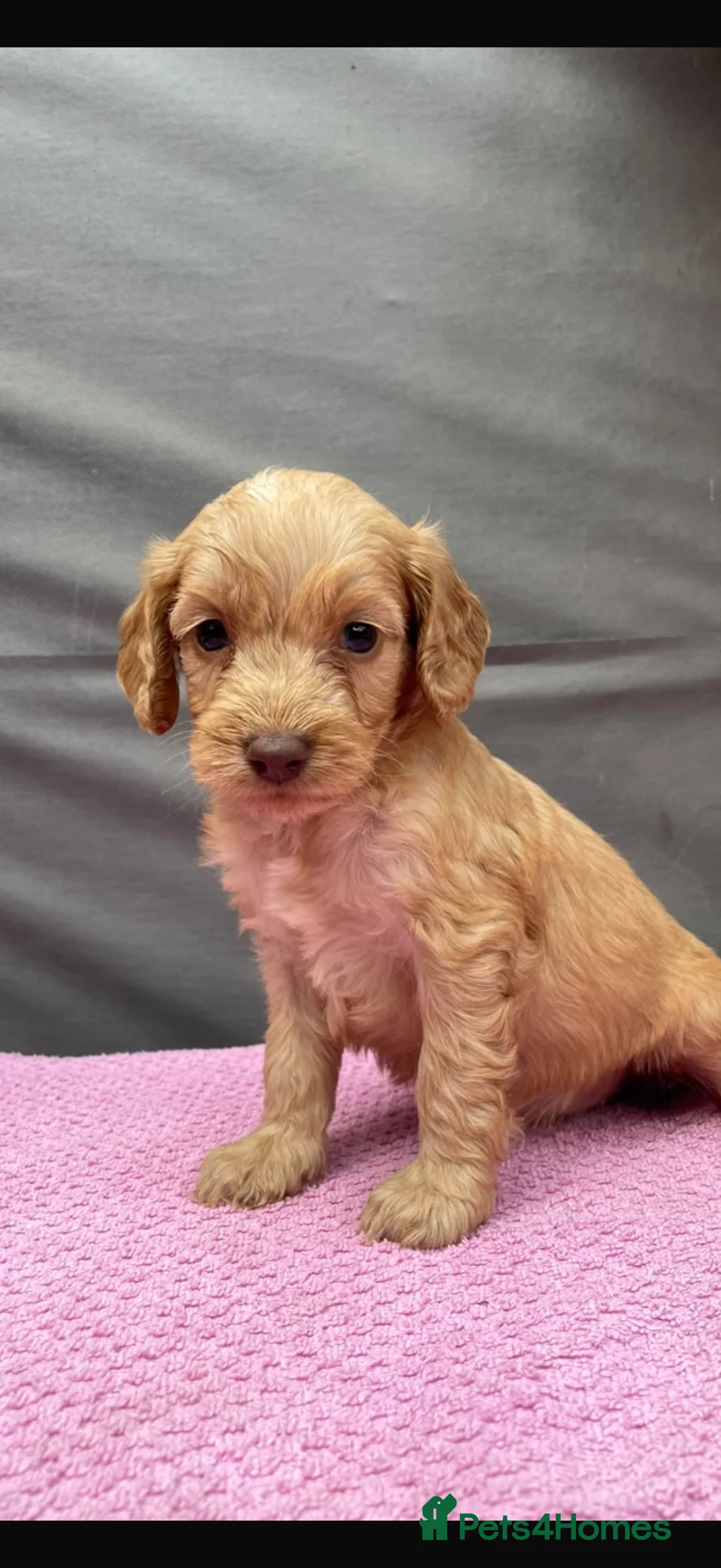 Cockapoo dogs for sale: Cockapoos 1 girl left  - Advert 1