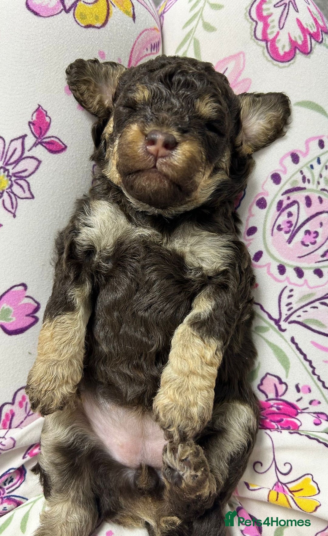 Toy Poodle dogs for stud: KC REGISTERED HEALTH TESTED TOY POODLE in Chester-le-Street - Advert 11