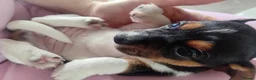 Jack Russell dogs for sale: Full pedigree jack russell pups  in Middlesbrough - Advert 11