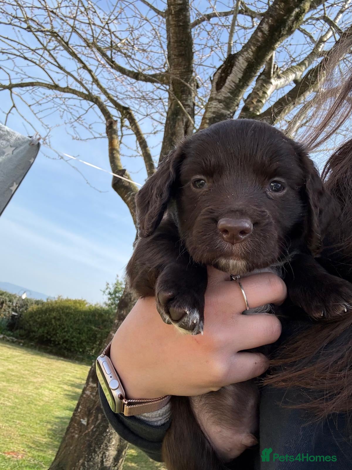 Sprocker dogs Sprocker puppies for sale  - Advert 11