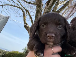 Sprocker dogs Sprocker puppies for sale - Advert 11