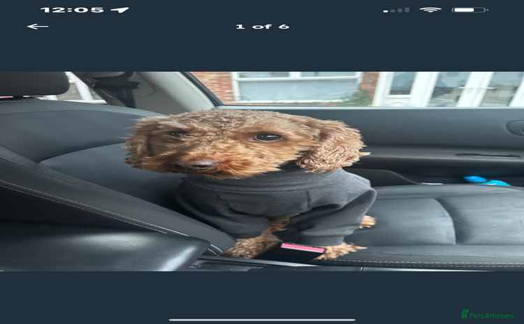 Cavapoo dogs - Advert 1