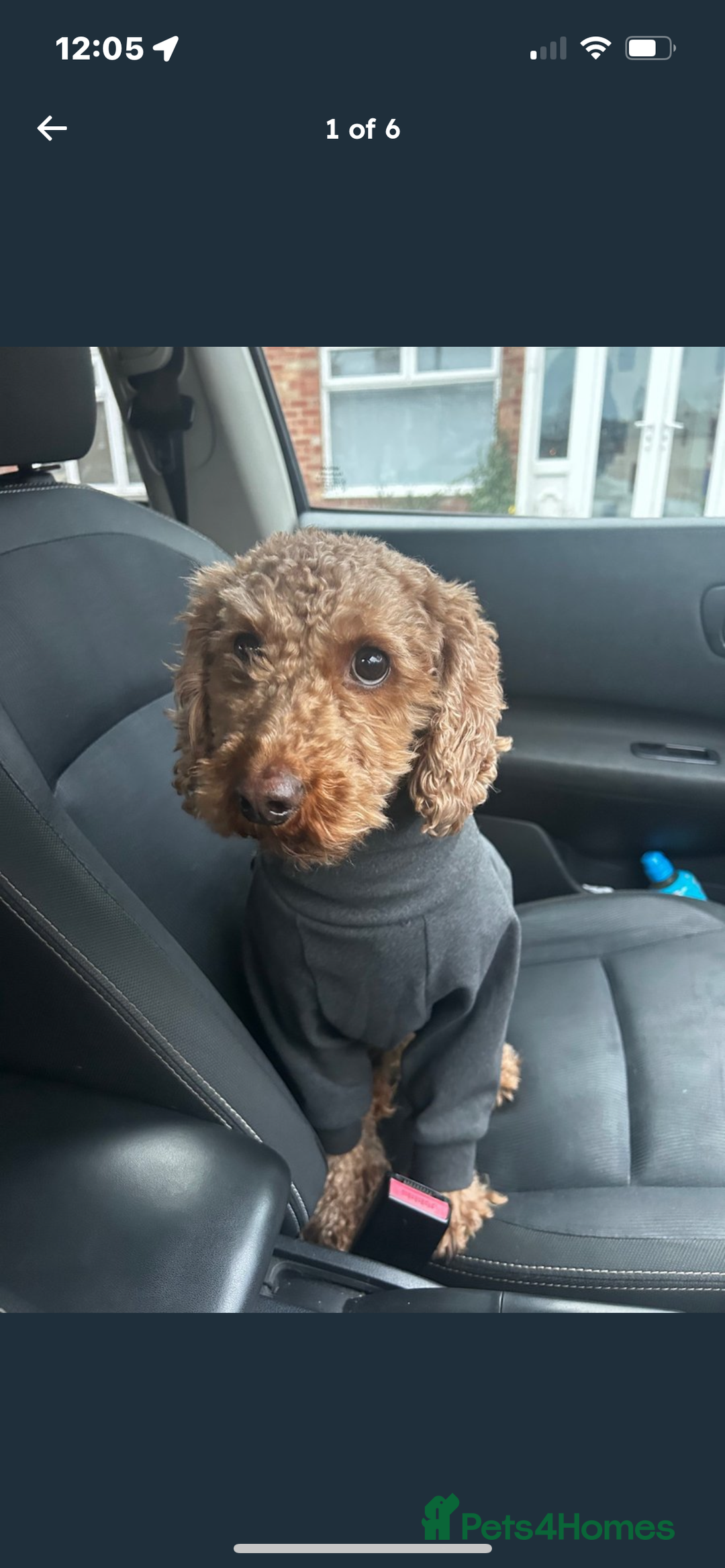 Cavapoo dogs for sale: Cavapoo 3 year old male  - Image 1