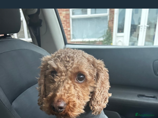Cavapoo dogs - Advert 10