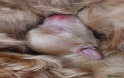 Aussiedoodle dogs for sale: Australian Labradoodles  in Middlesbrough - Image 9