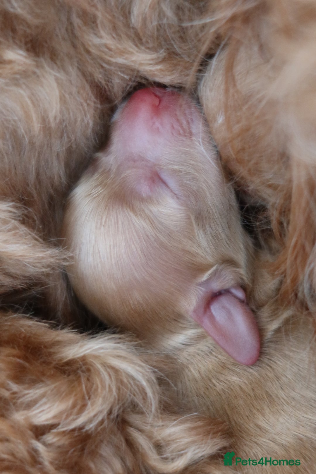Aussiedoodle dogs for sale: Australian Labradoodles  in Middlesbrough - Image 9