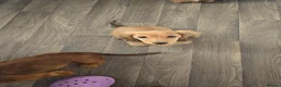 Miniature Dachshund dogs for sale: Beautiful longhaired dachshunds  - Advert 4