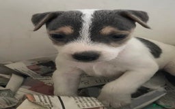 Jack Russell dogs for sale: Intellectual Jack Russell Terrier pups  - Image 4