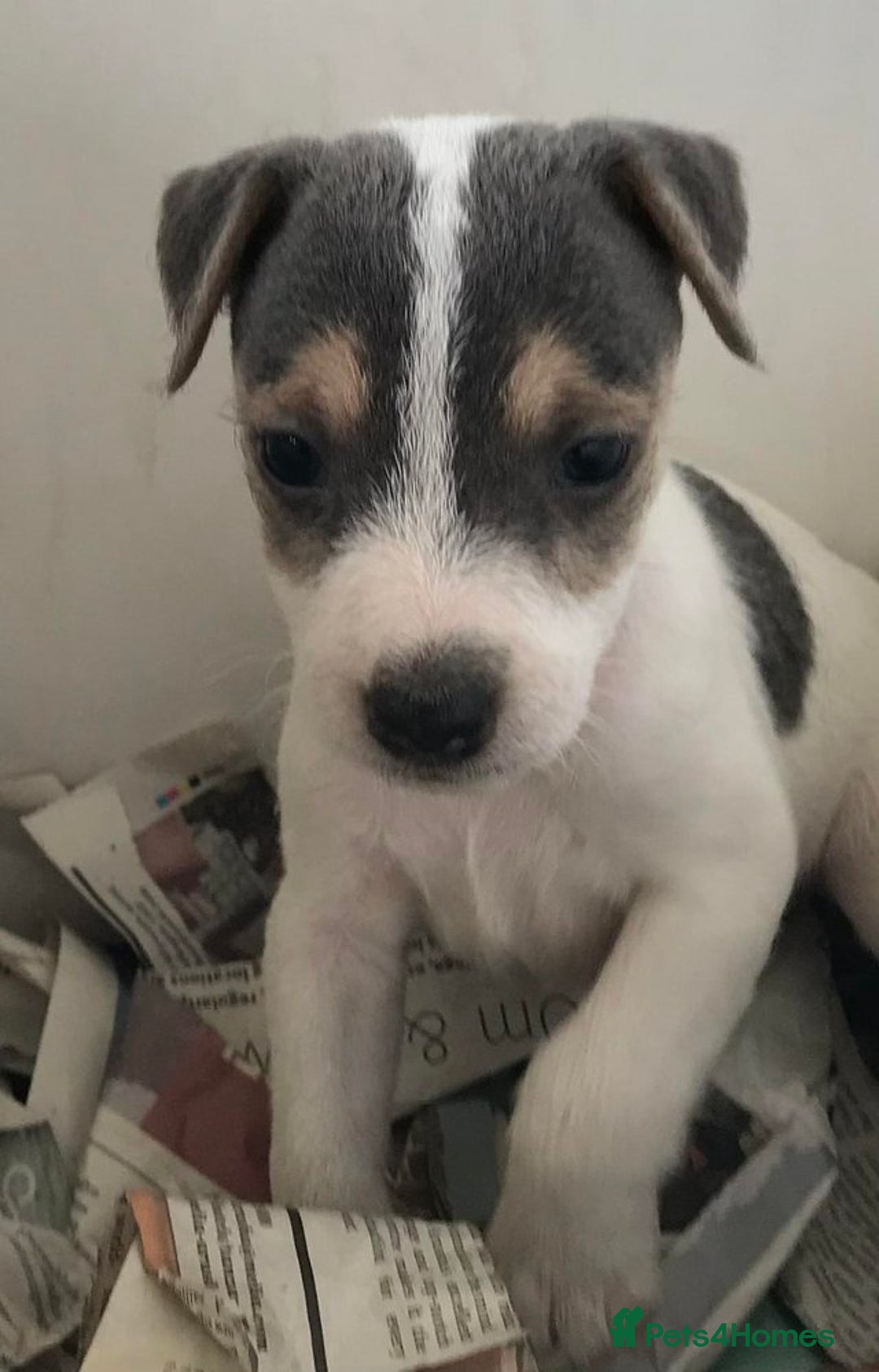 Jack Russell dogs for sale: Intellectual Jack Russell Terrier pups  - Image 4