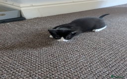 British Shorthair cats for sale: 12 week old kitten  - Image 3