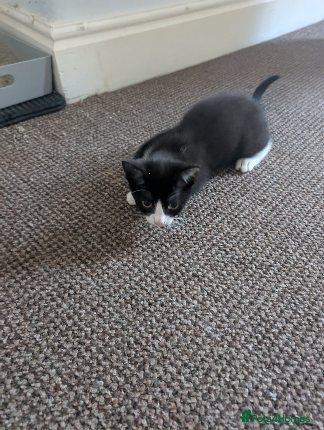 British Shorthair cats for sale: 12 week old kitten  - Image 3