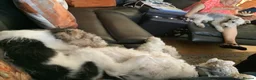 Fox Terrier dogs for sale: Gorgeous Wire haired fox terrier  - Advert 6