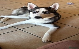 Siberian Husky dogs for sale: 3 huskies aged 6 months needing homes! - Image 4