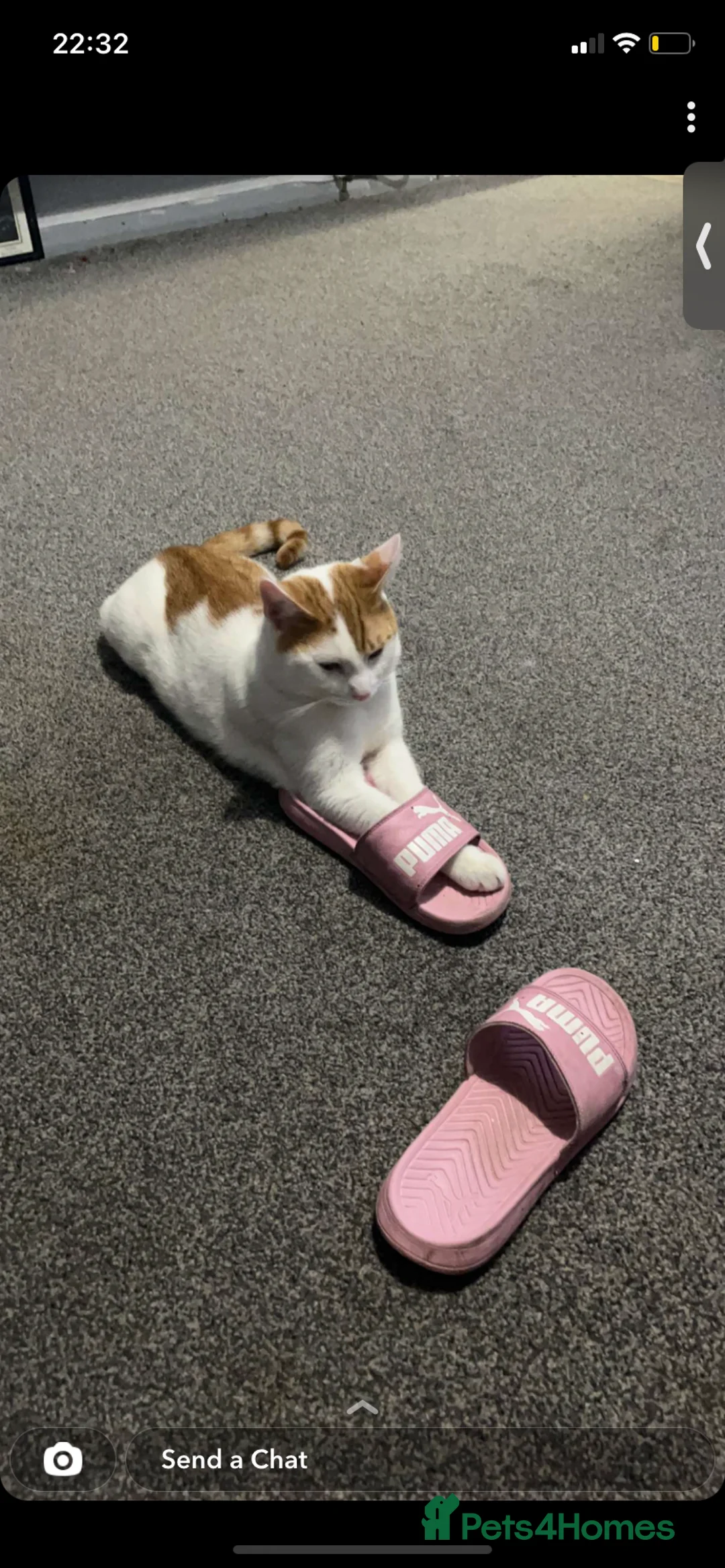 Mixed Breed cats for sale: 2 cats for sale  - Advert 10