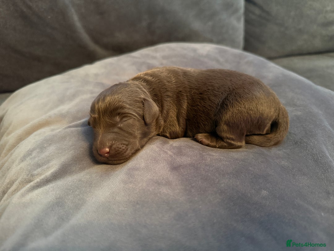 Labradoodle dogs for sale:  Rare Merle Labradoodle Puppies ready 25/10/25 - Image 25