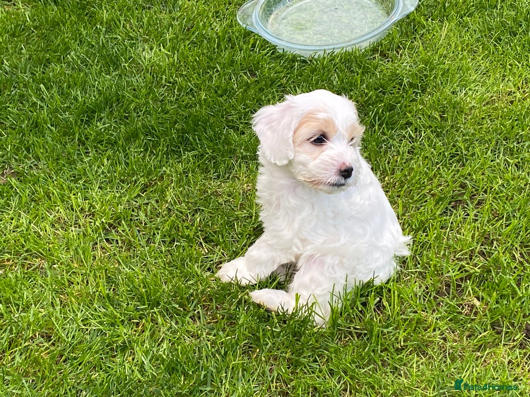Cockapoo dogs for sale: Beautiful cockapoo puppy’s  - Image 36