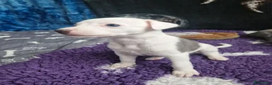 Whippet 6