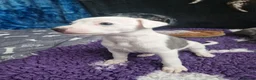 Whippet dogs for sale: Heart and DNA tested Blue Parti Whippet Puppies. - Advert 31