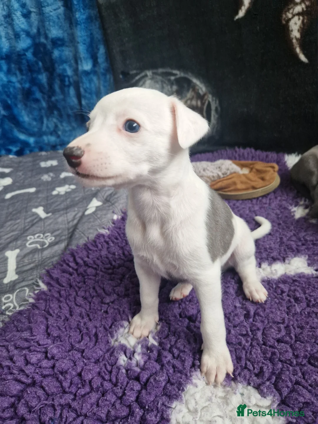 Whippet dogs for sale: Heart and DNA tested Blue Parti Whippet Puppies. - Advert 36