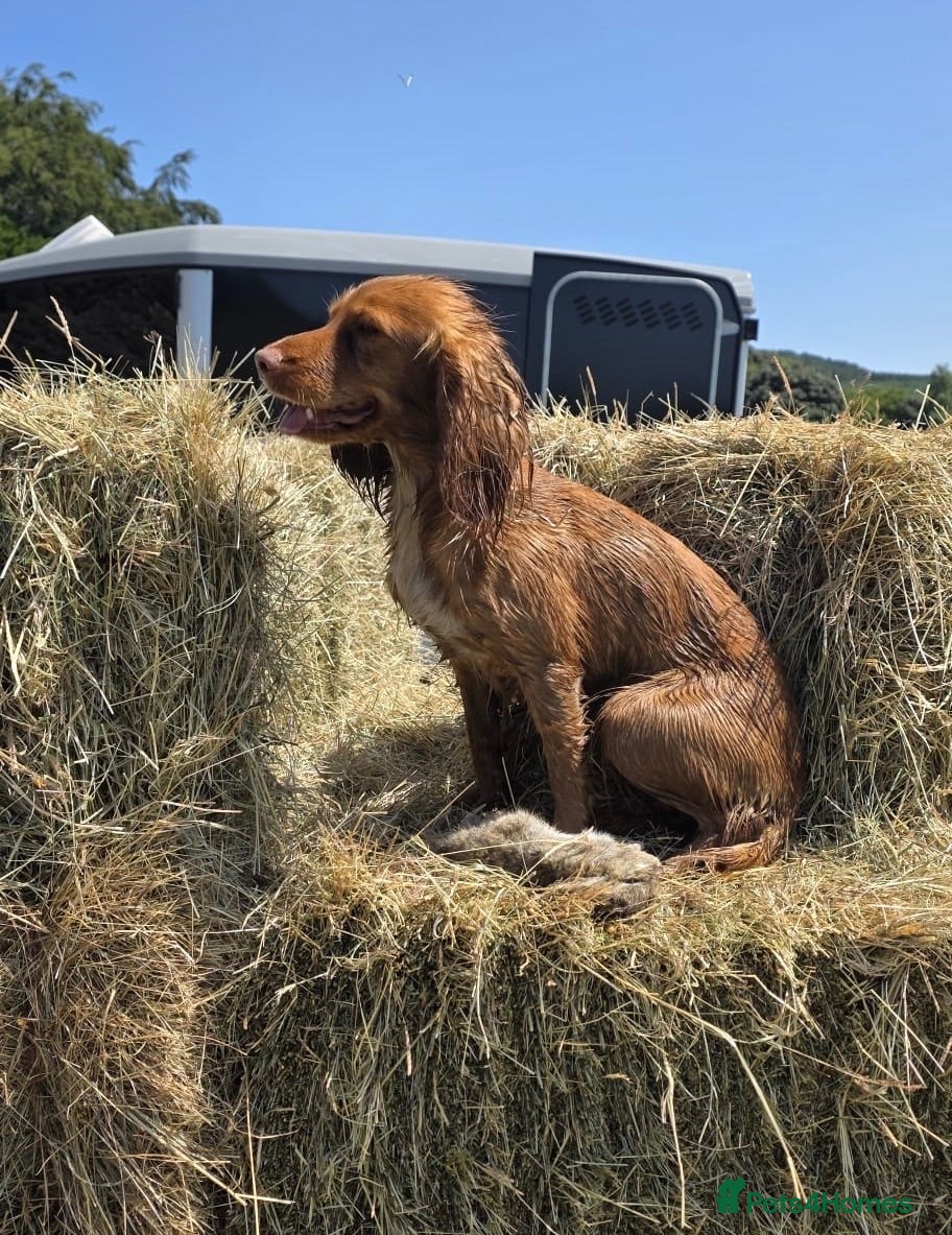 Cocker Spaniel dogs KC Registered Red Working Cocker Spaniels - Advert 1