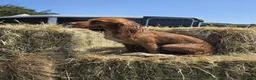 Cocker Spaniel dogs for sale: KC Registered Red Working Cocker Spaniels in Bishop Auckland - Advert 1