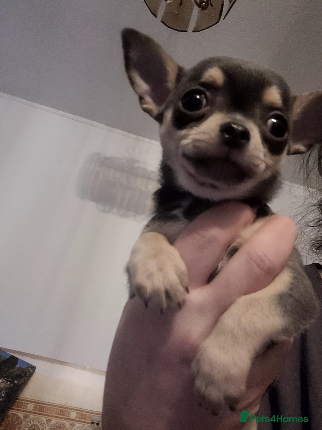 Chihuahua dogs for sale: Mini chihuahua  - Advert 12