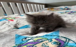 Ragdoll cats for sale: Ragdoll x British shorthair kittens - Advert 5