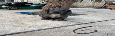 Sprocker 5