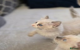 Ragdoll cats for sale: Ragdoll Kittens  - Advert 12