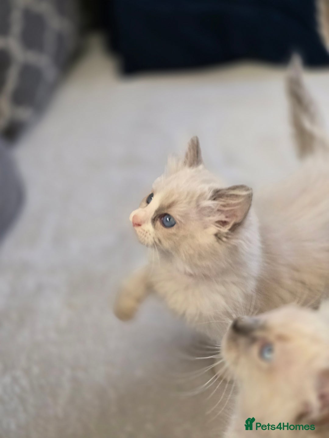 Ragdoll cats for sale: Ragdoll Kittens  - Advert 12