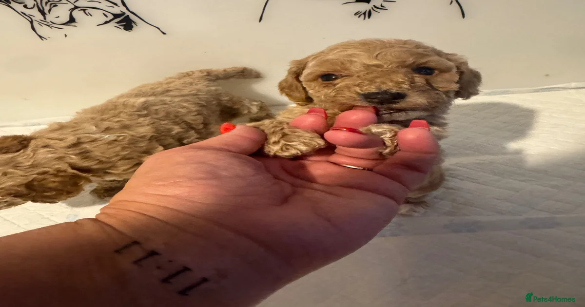 🌟 OUTSTANDING cockapoo puppies F1B 🌟 for sale in Braintree | Pets4Homes