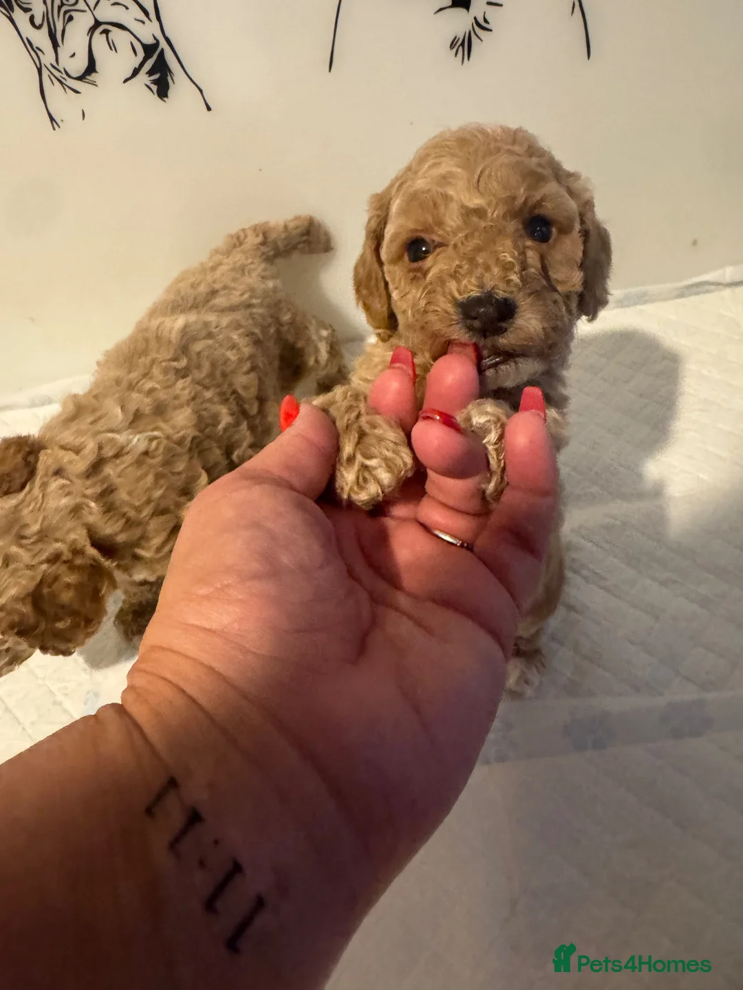 Cockapoo dogs for sale: 🌟 OUTSTANDING cockapoo puppies F1B 🌟 - Advert 1