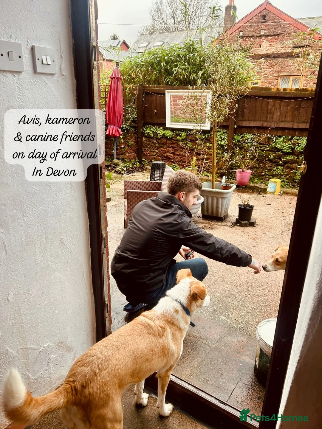 Mixed Breed dogs for adoption: Avis- 20 months - Available Devon area 🇬🇧🇬🇧 - Advert 12