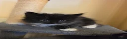 Mixed Breed cats for sale: 3 beautiful kittens - Advert 17