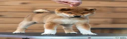Japanese Shiba Inu dogs for sale: Quality Japanese shiba inu  - Advert 3
